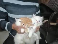 multiple persion kittens available