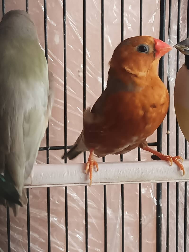 Gouldian finch chicks banglise pair 1