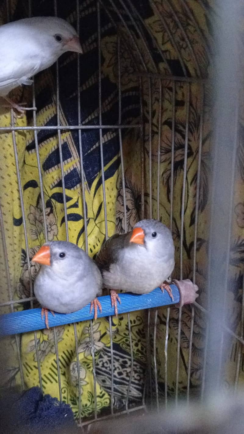 Gouldian finch chicks banglise pair 3