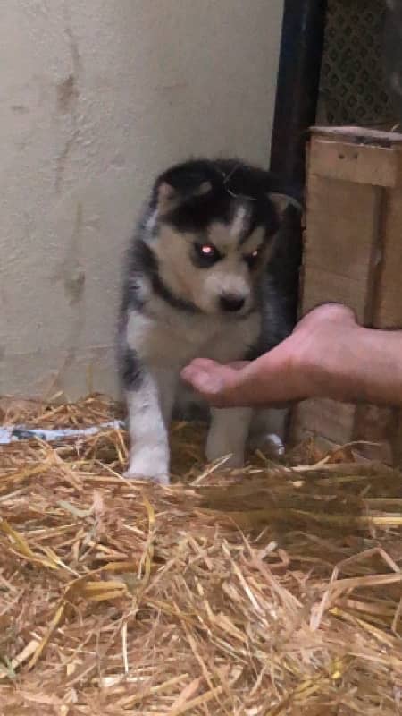 Siberian husky female puppy 0