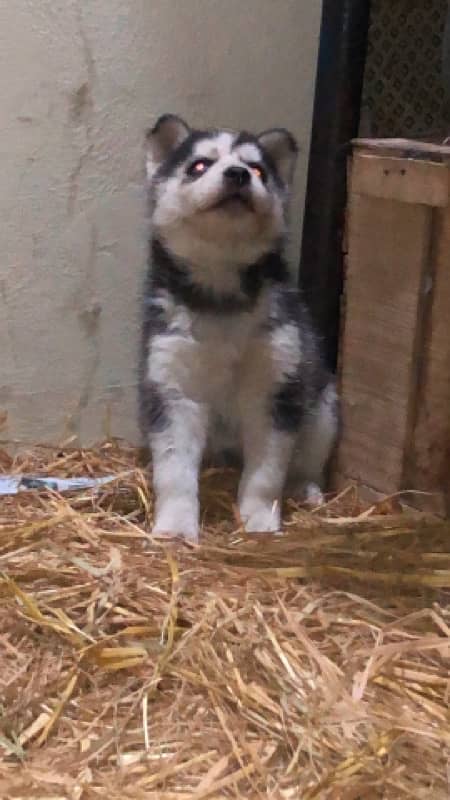 Siberian husky female puppy 1