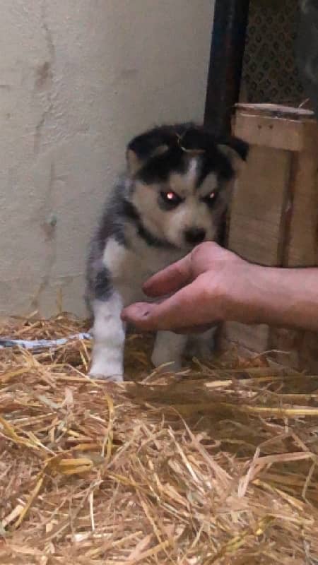 Siberian husky female puppy 2