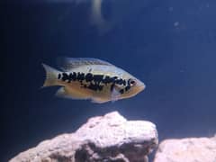 parachromis loiselle cichlid pair