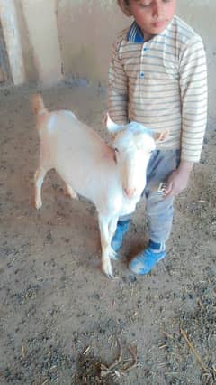 bakra