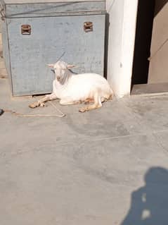 tedda bakra available for sale