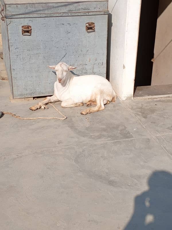 tedda bakra available for sale 0