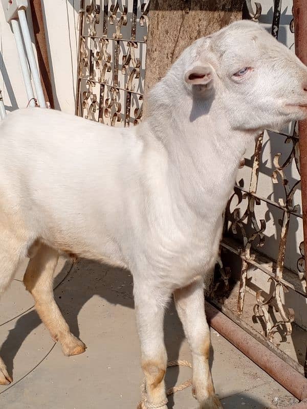 tedda bakra available for sale 2