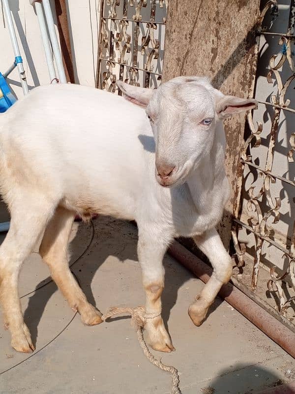 tedda bakra available for sale 3