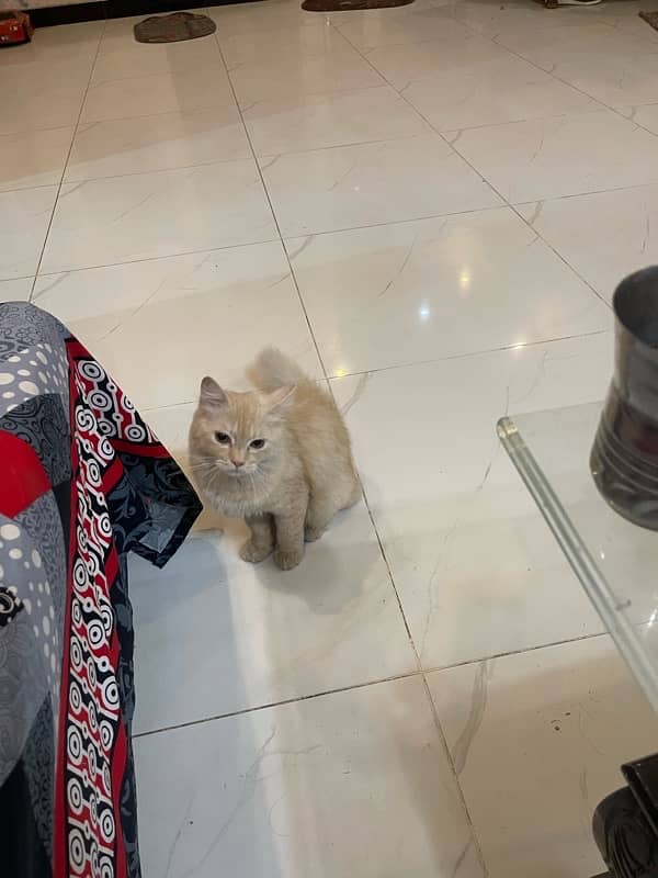 Persian Cat 7 month 2