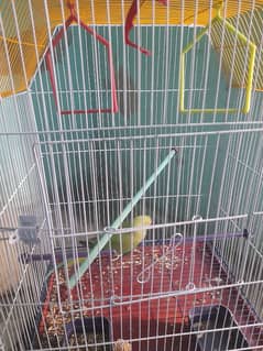 male patha age 15 months price final cage k sath