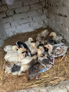 aseel chicks for sale very high quality breeeds all quality chicks