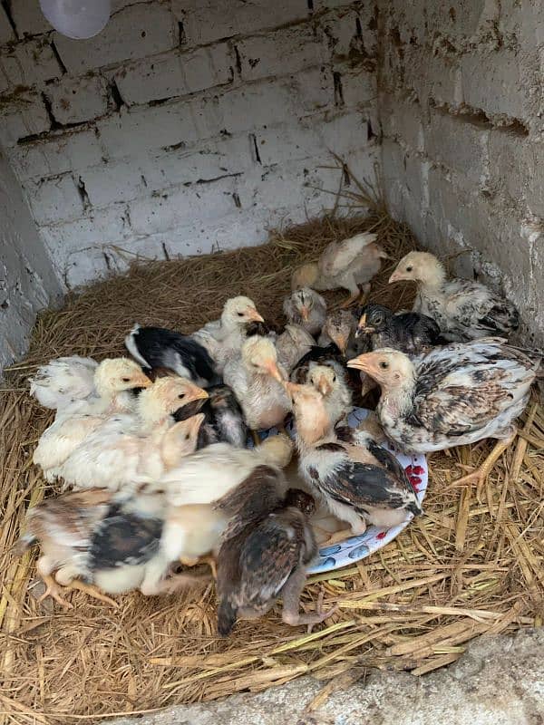 aseel chicks for sale very high quality breeeds all quality chicks 0