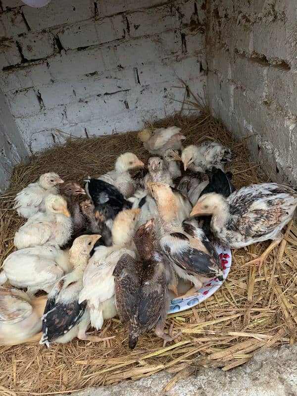 aseel chicks for sale very high quality breeeds all quality chicks 1