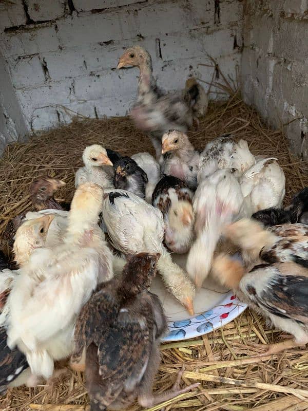 aseel chicks for sale very high quality breeeds all quality chicks 2