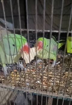 Pair  of  Beautiful Parrots ( 1.5 YEARS AGE )