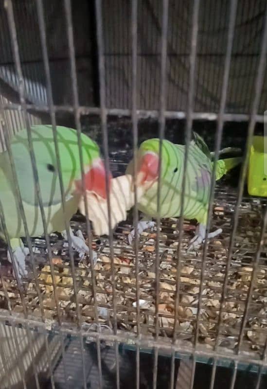 Pair  of  Beautiful Parrots ( 1.5 YEARS AGE ) 0