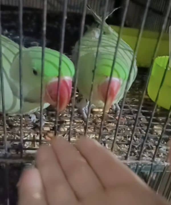 Pair  of  Beautiful Parrots ( 1.5 YEARS AGE ) 1