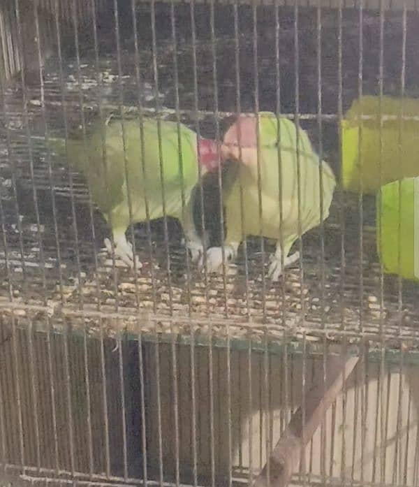 Pair  of  Beautiful Parrots ( 1.5 YEARS AGE ) 2