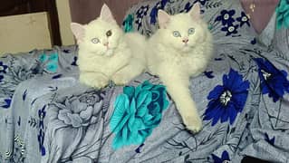 Persian White Kitten Pair Tripple Long Coated