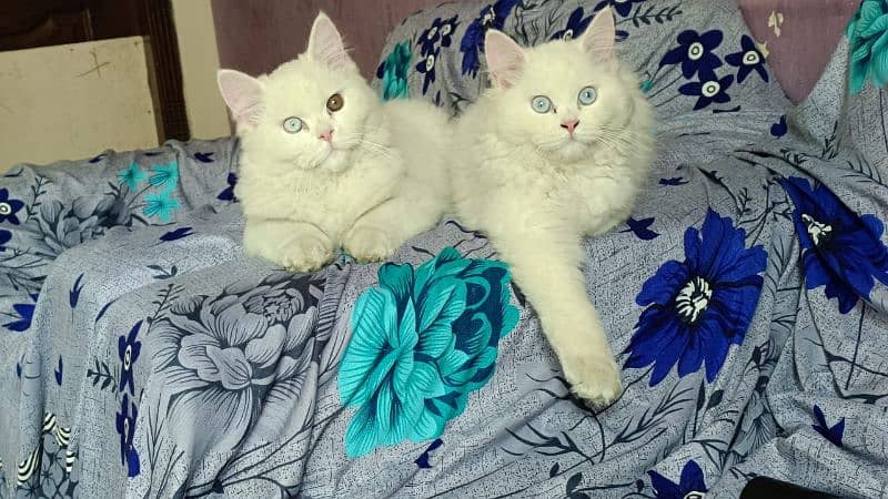 Persian White Kitten Pair Tripple Long Coated 0