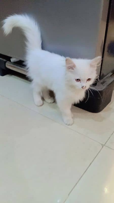 Persian kitty cat 2