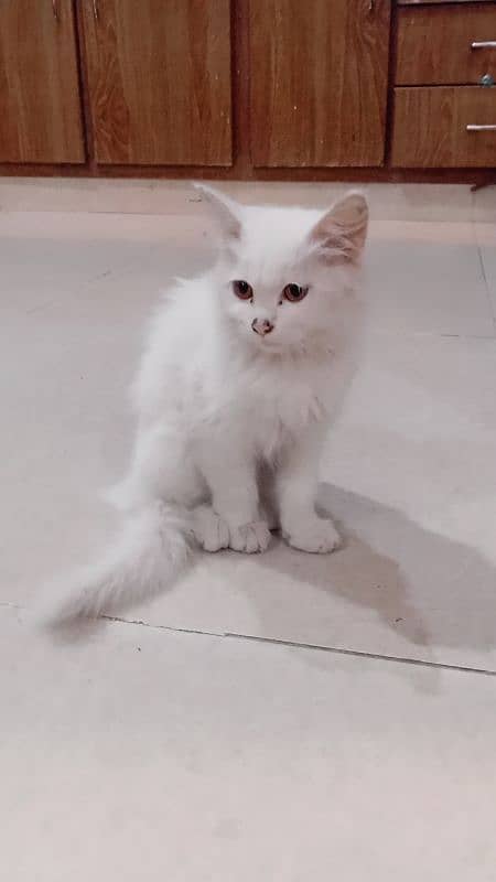 Persian kitty cat 3