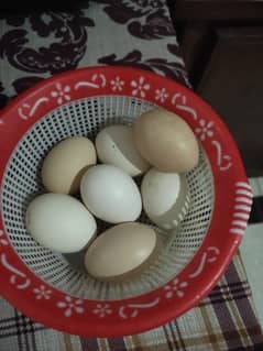 Fertile Eggs Golden Misri Fertile Eggs Desi murga eggs Desi eggs Golde