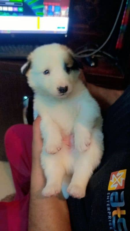 dog puppy for sale 2