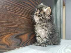 KITTEN