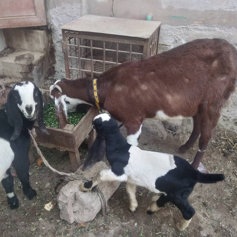 Bakri 0