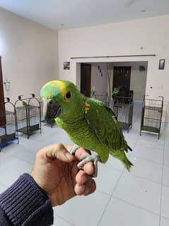 Triton Chick & Breeder Female, Blue Fronted Amazon, Red Molucan Lory