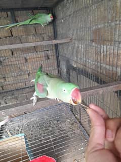 RAW parrot pair kashmiri Parrot Pair green parrot