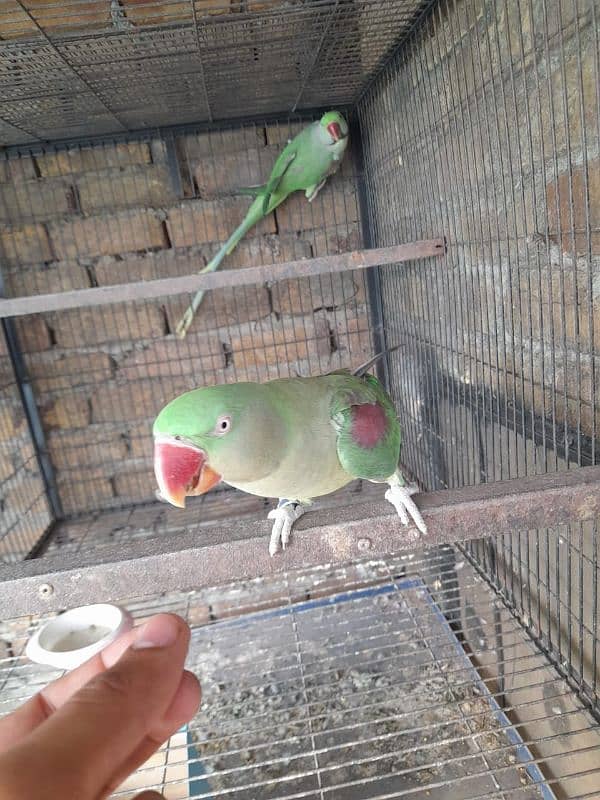 RAW parrot pair kashmiri Parrot Pair green parrot 3