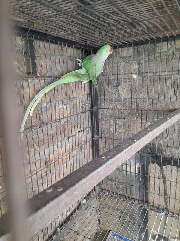 RAW parrot pair kashmiri Parrot Pair green parrot 4