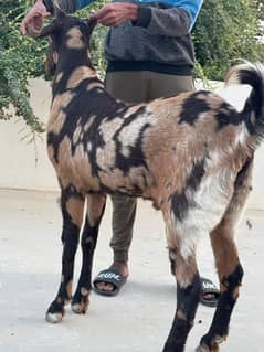 bakra jori for sale