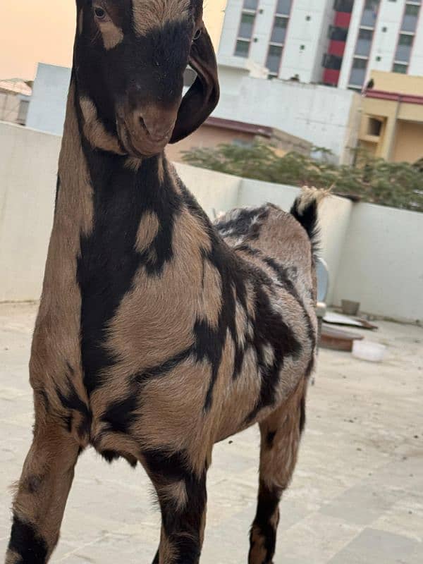 bakra jori for sale 2