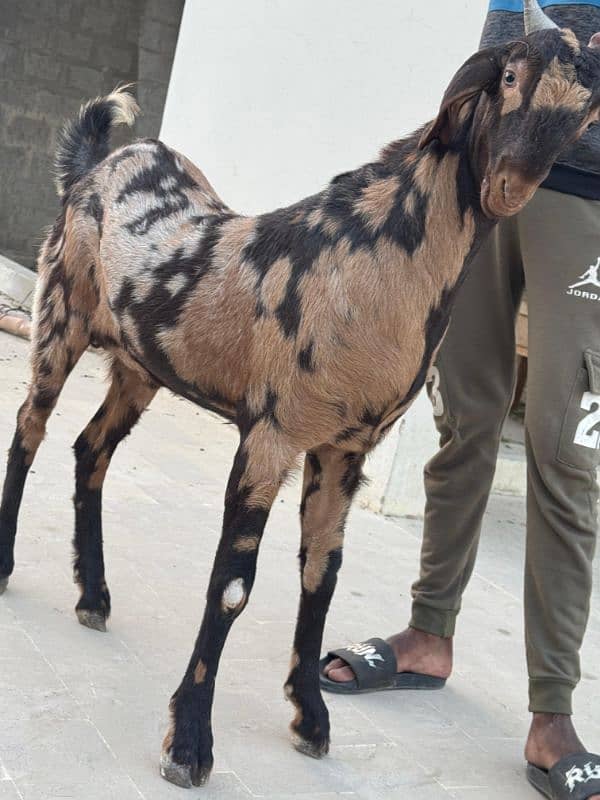 bakra jori for sale 4