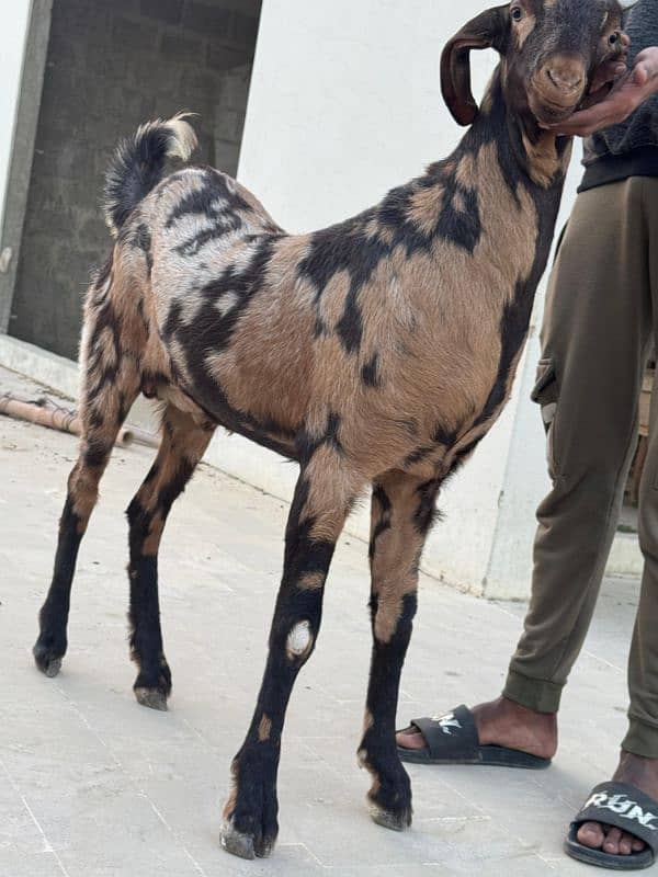 bakra jori for sale 5