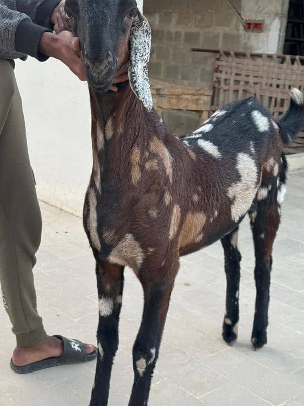 bakra jori for sale 7