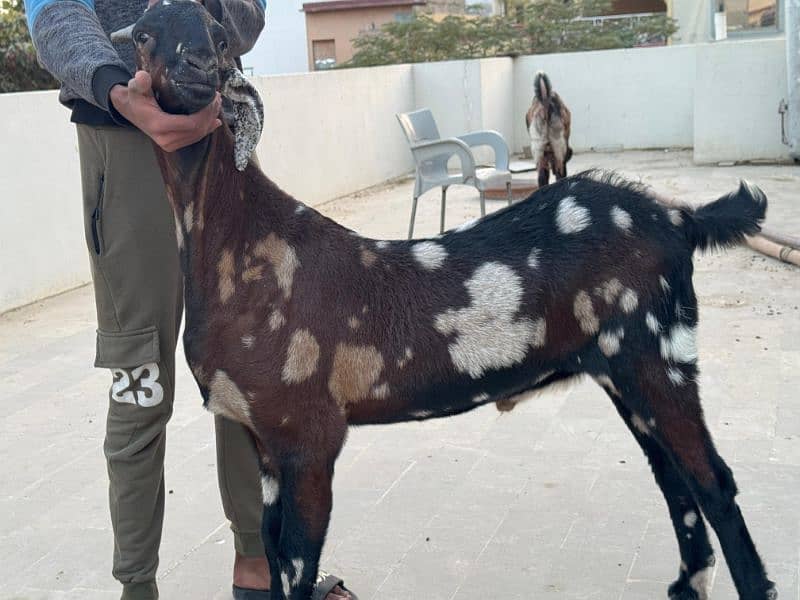 bakra jori for sale 8