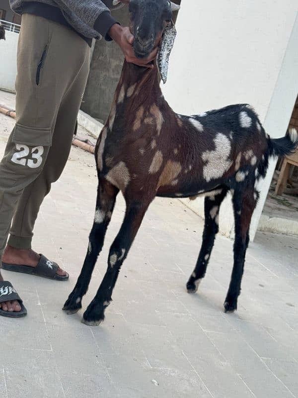 bakra jori for sale 9