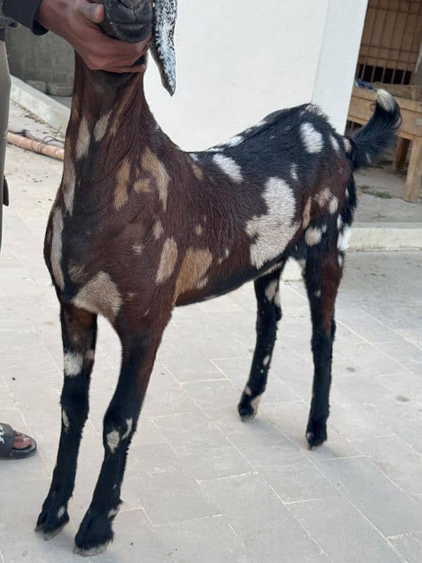 bakra jori for sale 11