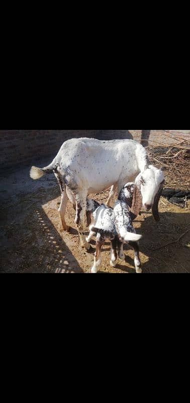 Pure makkhi cheni desi bakri 1