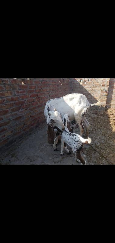 Pure makkhi cheni desi bakri 3