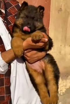 German Shepherd Dog