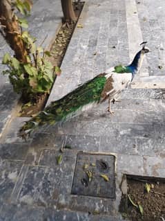 2 male peacock