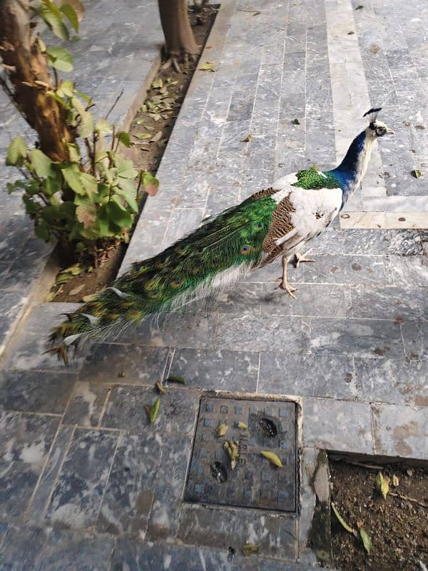 2 male peacock 0