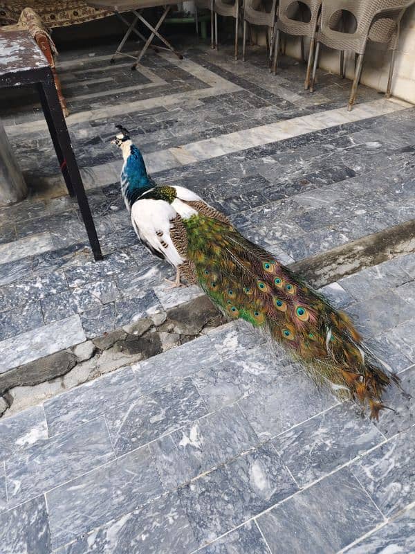 2 male peacock 1