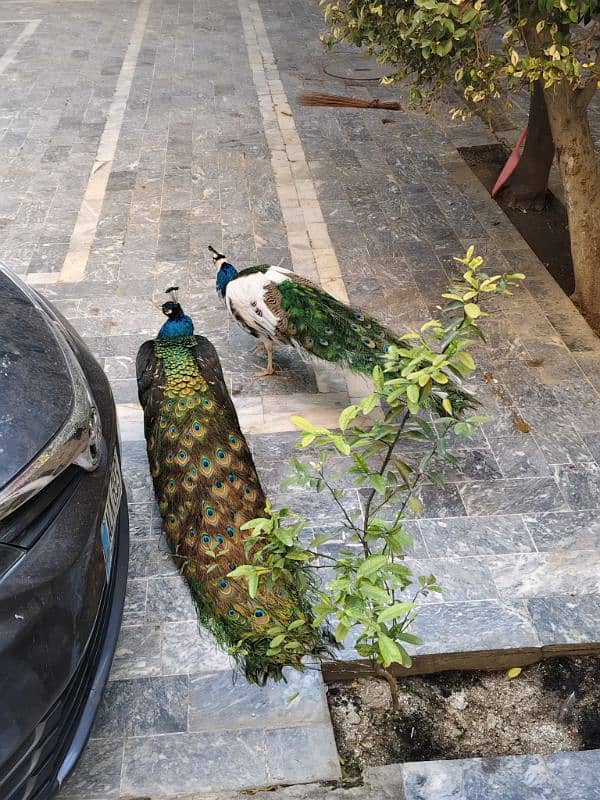 2 male peacock 3