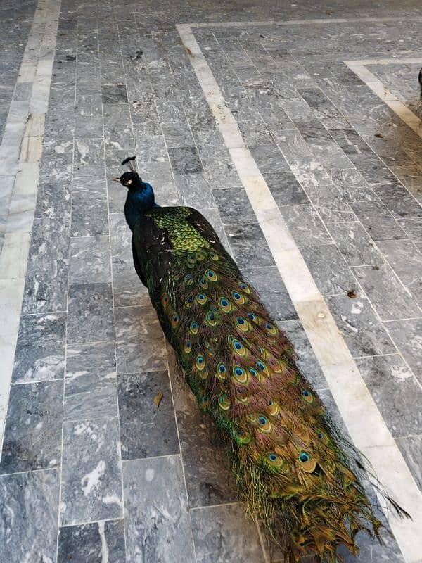 2 male peacock 4